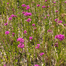 Lade das Bild in den Galerie-Viewer, Nelkenleimkraut Saatgut