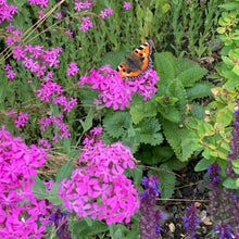 Lade das Bild in den Galerie-Viewer, Nelkenleimkraut Saatgut