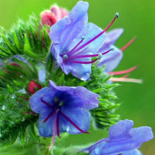 Lade das Bild in den Galerie-Viewer, Gewöhnlicher Natternkopf Saatgut