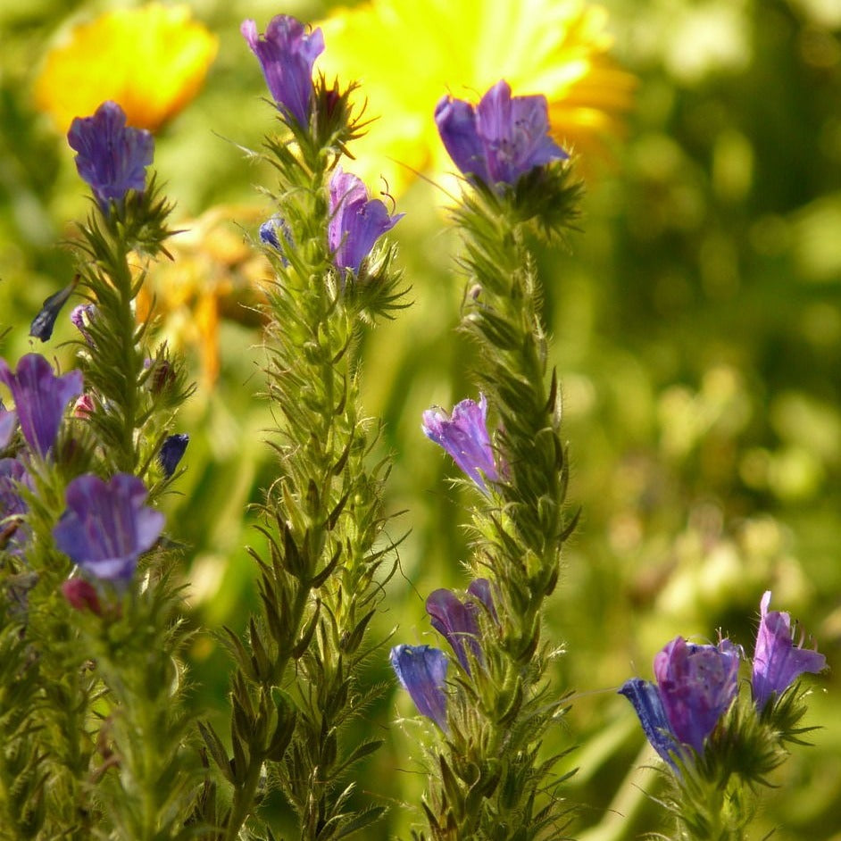 Gewöhnlicher Natternkopf Saatgut – mr-wildbienengarten