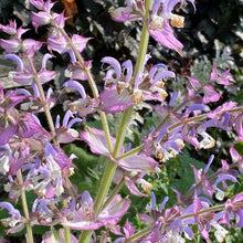 Lade das Bild in den Galerie-Viewer, Muskateller-Salbei Saatgut