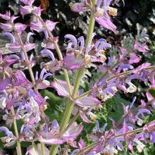 Lade das Bild in den Galerie-Viewer, Muskateller Salbei, Salvia Sclarea