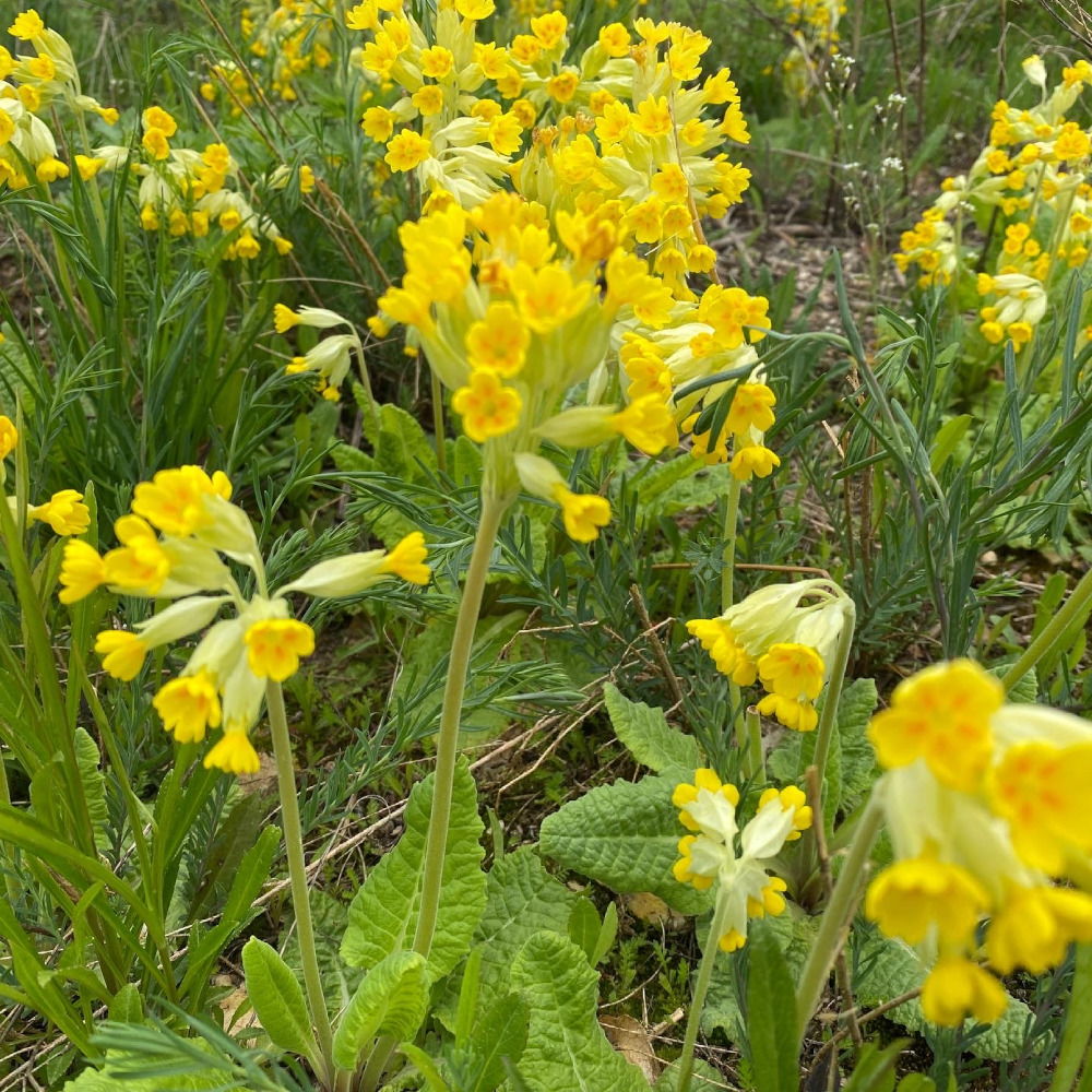 wiesen saatgut Wiesen-Schlüsselblume Saatgut – mr-wildbienengarten