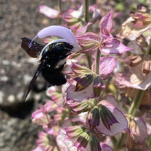 Lade das Bild in den Galerie-Viewer, Muskateller Salbei, Salvia Sclarea