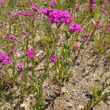 Lade das Bild in den Galerie-Viewer, Nelkenleimkraut Saatgut