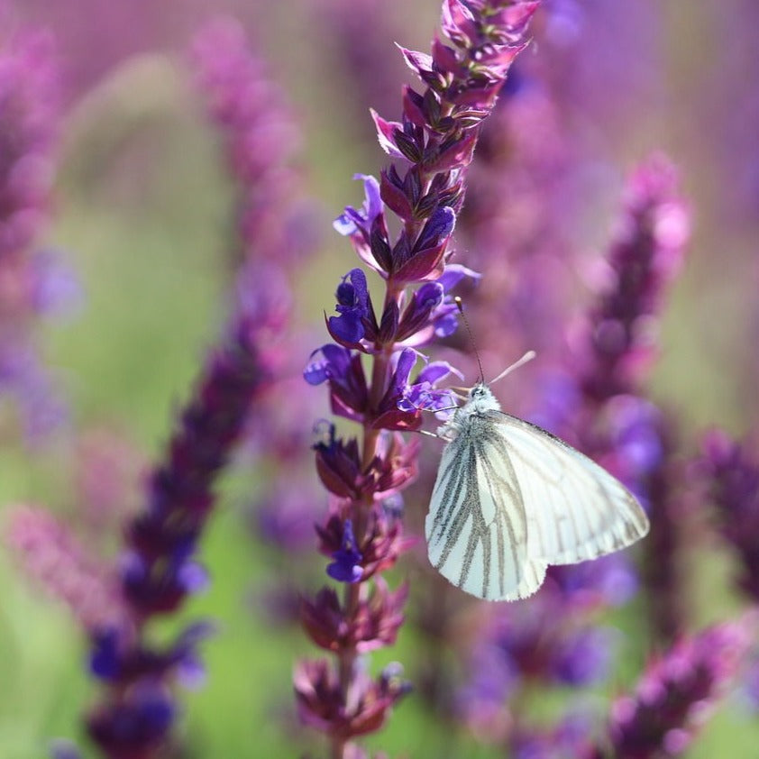 Steppen-Salbei Saatgut – mr-wildbienengarten