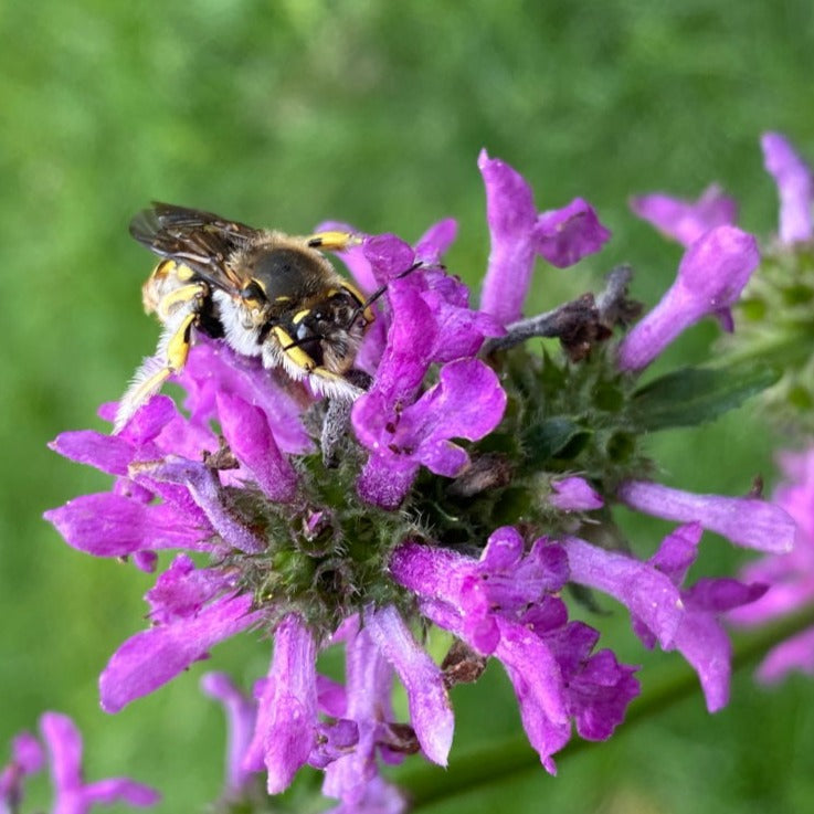 Echter Ziest Saatgut – mr-wildbienengarten