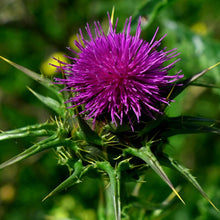 Lade das Bild in den Galerie-Viewer, Mariendistel Saatgut