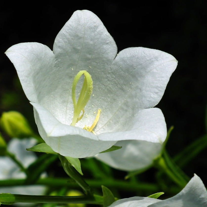 glockenrebe saatgut Pfirsichblättrige Glockenblume 'alba' Saatgut – mr-wildbienengarten
