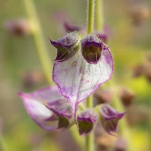 Lade das Bild in den Galerie-Viewer, Muskateller Salbei, Salvia Sclarea