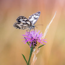 Lade das Bild in den Galerie-Viewer, Wiesen-Flockenblume, Centaurea jacea