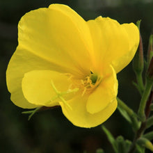 Lade das Bild in den Galerie-Viewer, Gemeine Nachtkerze, Oenothera biennis