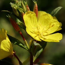 Lade das Bild in den Galerie-Viewer, Gemeine Nachtkerze, Oenothera biennis
