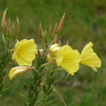 Lade das Bild in den Galerie-Viewer, Gemeine Nachtkerze, Oenothera biennis