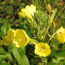 Lade das Bild in den Galerie-Viewer, Gemeine Nachtkerze, Oenothera biennis
