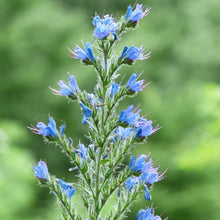 Lade das Bild in den Galerie-Viewer, Gewöhnlicher Natternkopf, Echium vulgare