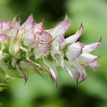 Lade das Bild in den Galerie-Viewer, Muskateller Salbei, Salvia Sclarea