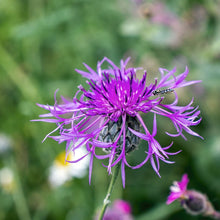 Lade das Bild in den Galerie-Viewer, Wiesen-Flockenblume, Centaurea jacea