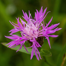 Lade das Bild in den Galerie-Viewer, Wiesen-Flockenblume, Centaurea jacea
