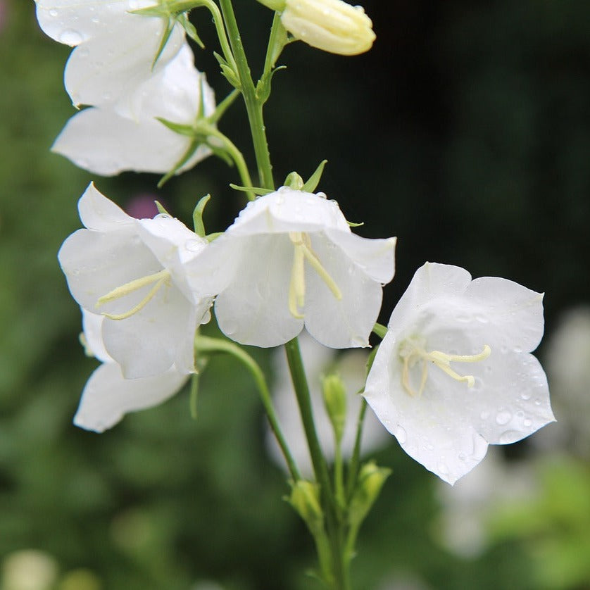 Pfirsichblättrige Glockenblume 'alba' Saatgut – mr-wildbienengarten