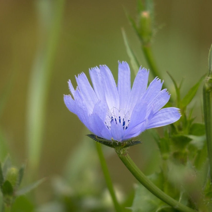 wegwarte saatgut Wegwarte Saatgut – mr-wildbienengarten