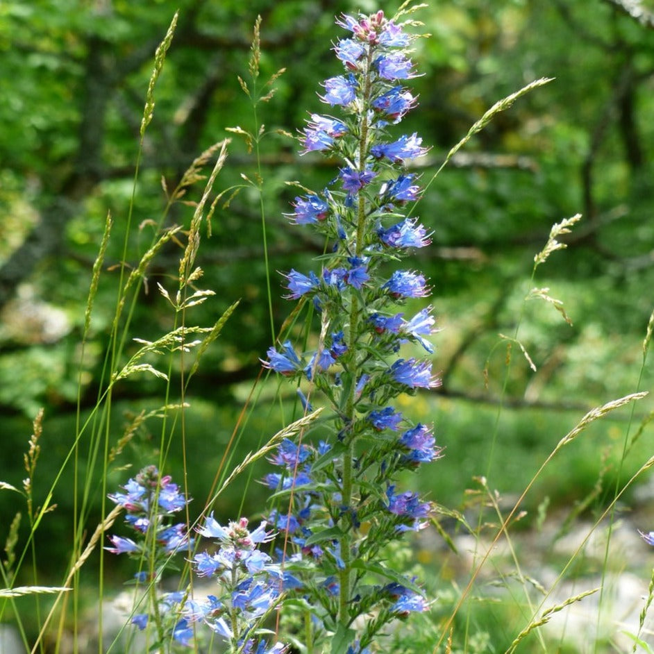 Gewöhnlicher Natternkopf Saatgut – mr-wildbienengarten