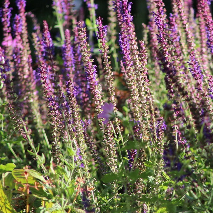 Steppen-Salbei Saatgut – mr-wildbienengarten