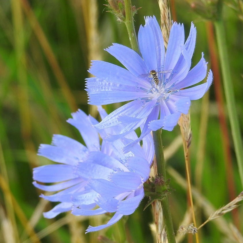Wegwarte Saatgut – mr-wildbienengarten