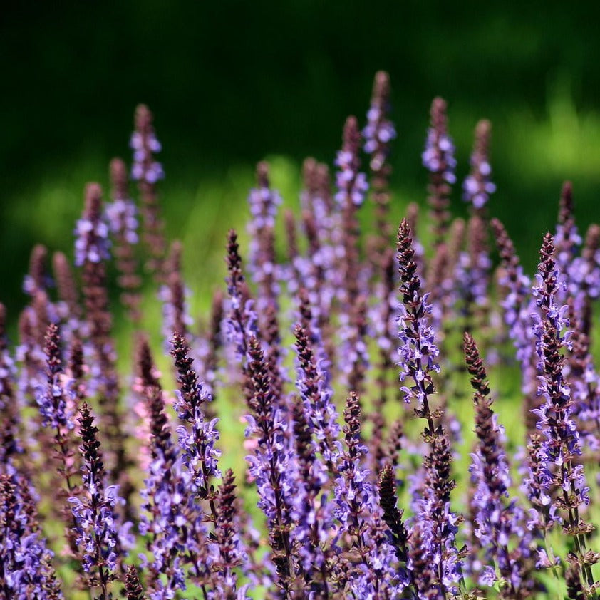 salbei saatgut Steppen-Salbei Saatgut – mr-wildbienengarten