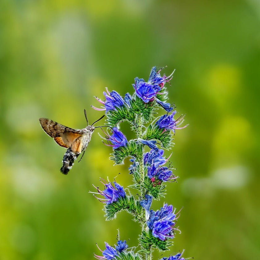 Gewöhnlicher Natternkopf Saatgut – mr-wildbienengarten
