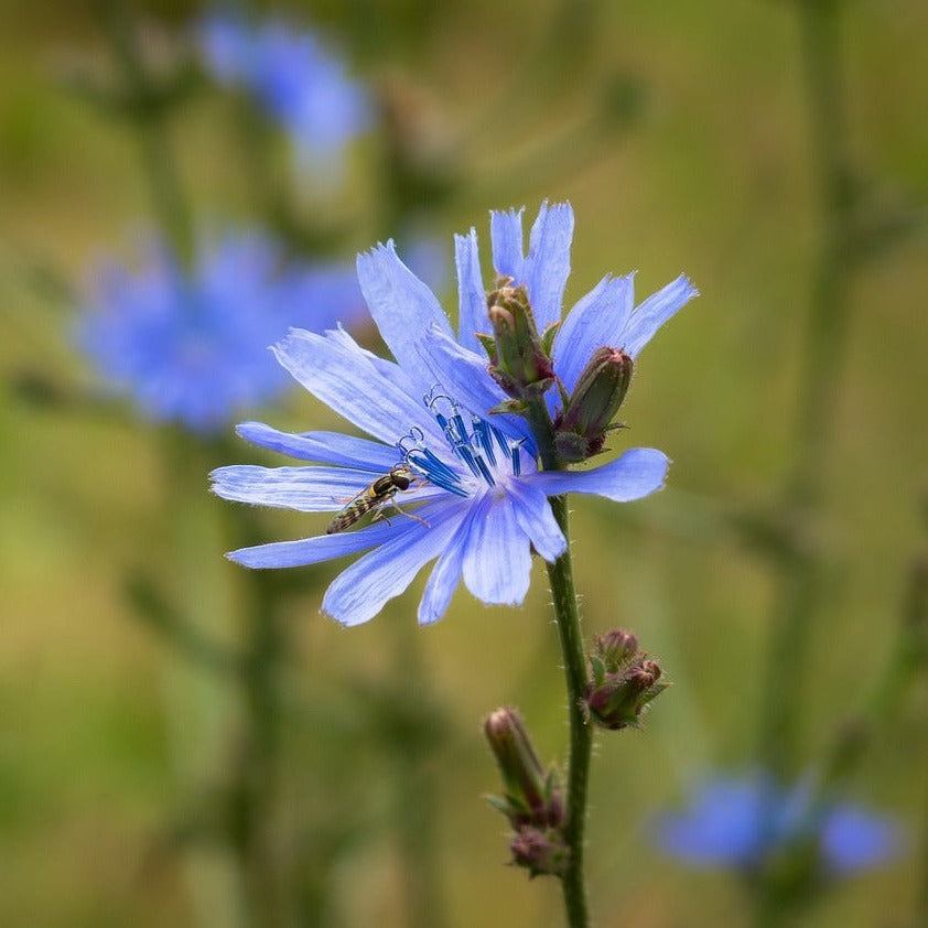 Gemeine Wegwarte, Cichorium intybus